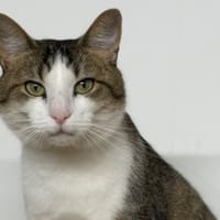 Queeny CAB5470, chatte à adopter