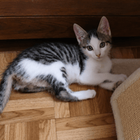 BEA chez Anne, chatte à adopter