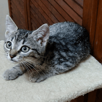 BETTY chez Anne, chatte à adopter