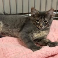 Baloo CAB5994, chat à adopter