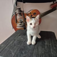 ZHIVOT, chat à adopter