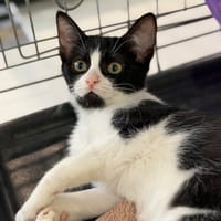 Mauricette CAB5999, chatte à adopter