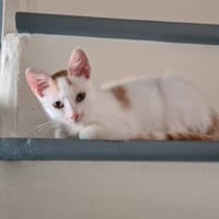BAPTISIE, chatte à adopter