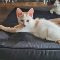 BAPTISIE, chat à adopter