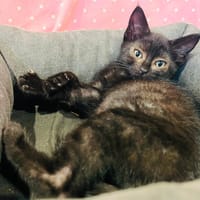 ALBATOR (A TROUVE SA FAMILLE), chat à adopter