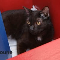 ALIOUNE, chat à adopter