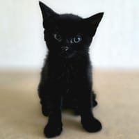 Thalassa, chatte à adopter