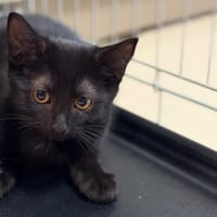 Bebou CAB5997, chat à adopter
