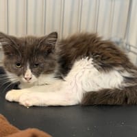 Oziris CAB5958, chatte à adopter