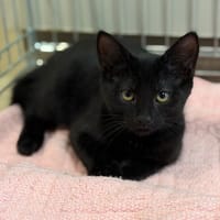 Boubou CAB5996, chat à adopter