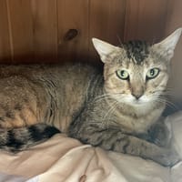 KULM, chat à adopter