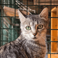Foly, chatte à adopter