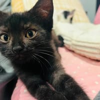 LYDIA, chatte à adopter