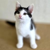 Manlow, chat à adopter