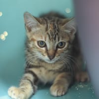 SIAM, chatte à adopter