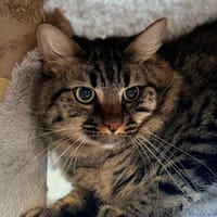 KUNDA, chat à adopter