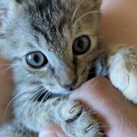 Ravioli, chatte à adopter
