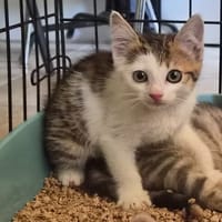 MUSA (ventre  blanc), chatte à adopter