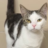 Bibiche CAB5910, chatte à adopter