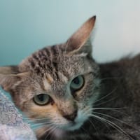 CLEO, chatte à adopter