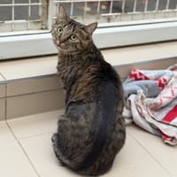 Mimi CAB5998, chatte à adopter