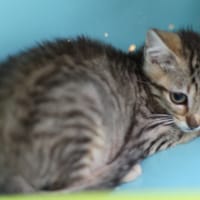 ZIVA, chatte à adopter