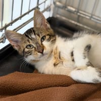 Kaya CAB5962, chatte à adopter