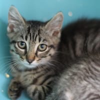 DINOZZO, chat à adopter