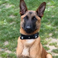 Malin CAA15741, chien à adopter