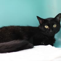 BAGHEERA, chatte à adopter