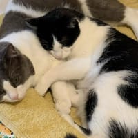 Kani, chat à adopter