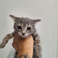 SHENZI, chatte à adopter