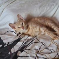 BADASSE, chat à adopter