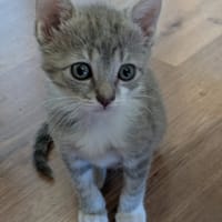 Bigoudi, chatte à adopter