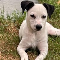 BIBINE, chienne à adopter