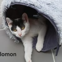 Salomon, chat à adopter