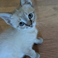 Nimbus dit Alpha, chatte à adopter