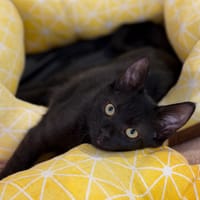 Salem CAB6000, chat à adopter