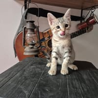 DEEN, chat à adopter