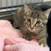 Bibou CAB5995, chat à adopter
