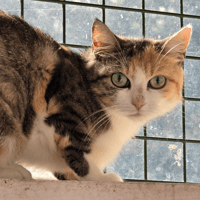 Ariel, chatte à adopter