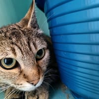 CHOUPIE QCT, chatte à adopter