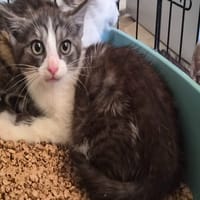 TECNA (tigré blanc sur museau), chatte à adopter