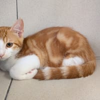 BERCY, chat à adopter