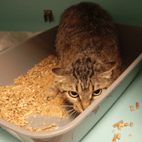 FUAR, chatte à adopter