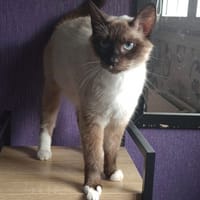 BONNIE ( en famille relais ), chatte à adopter