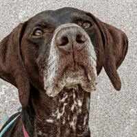 Rex, chien à adopter