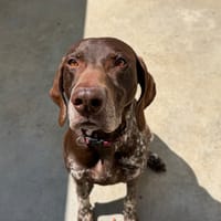 Rex, chien à adopter