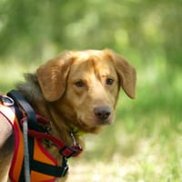 Loky, chien à adopter