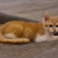 BOURRACHE, chat à adopter